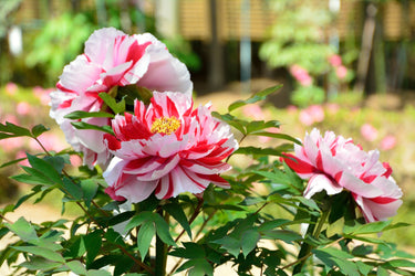10 TREE PEONY Mountain Paeony Paeonia Suffruticosa Arborea Mixed Colors Red Pink White Purple Yellow Bicolor Flower Shrub Seeds